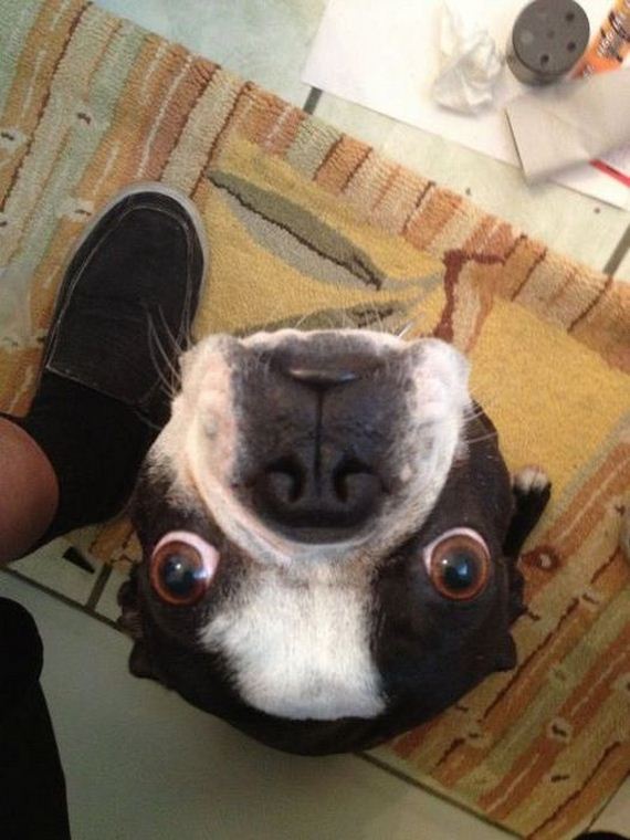 funny-pictures-379