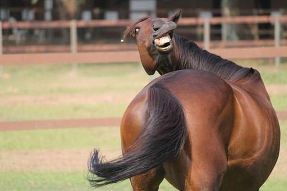 funny-pictures-379
