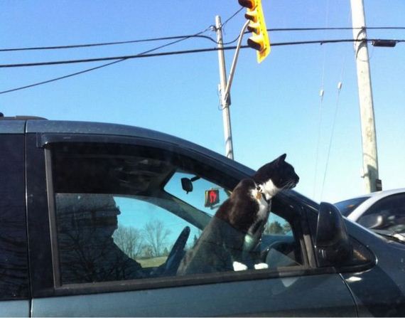 funny-pictures-379