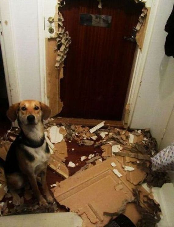 funny-pictures-380