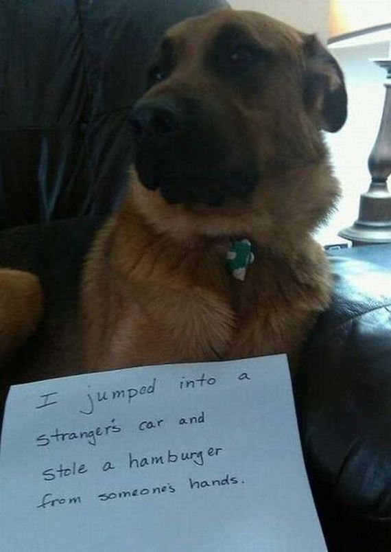 funny-pictures-380