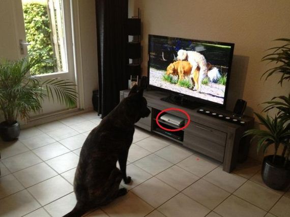 funny-pictures-384