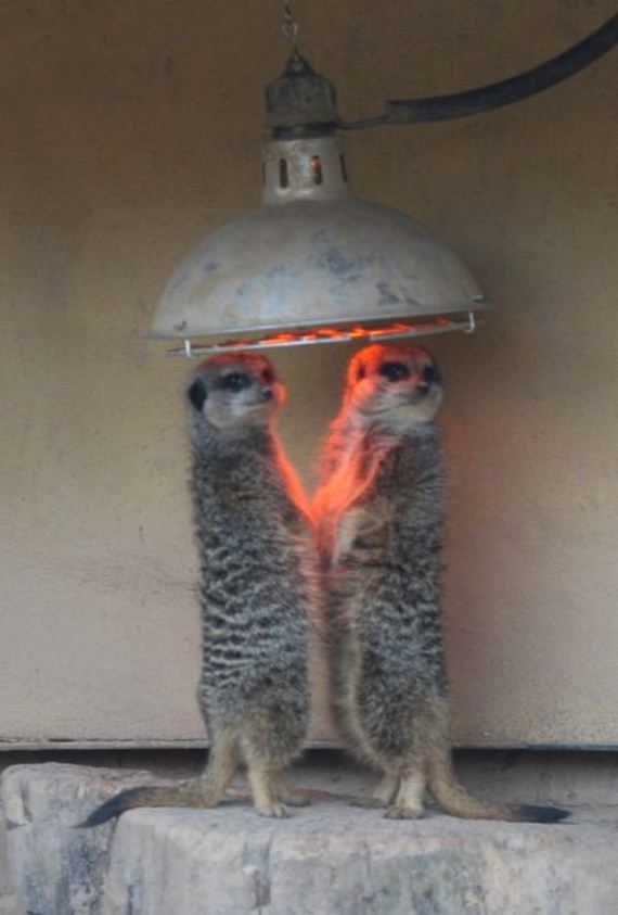 funny-pictures-384