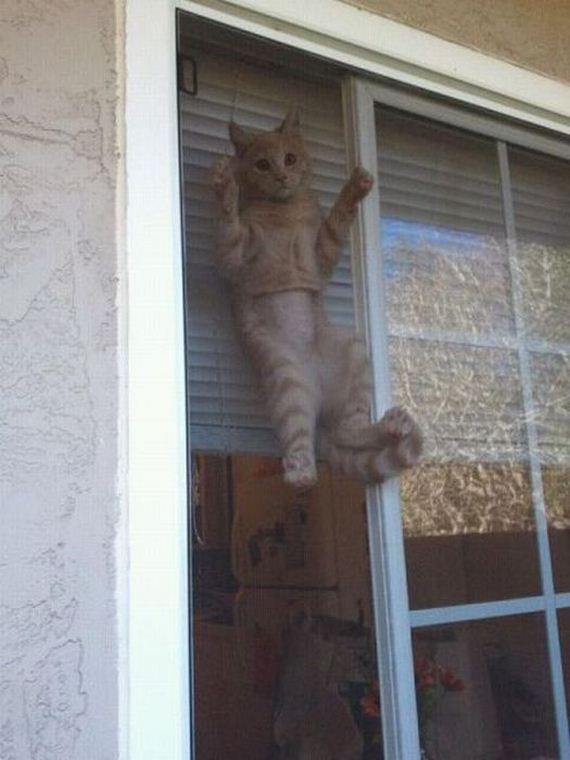 funny-pictures-384