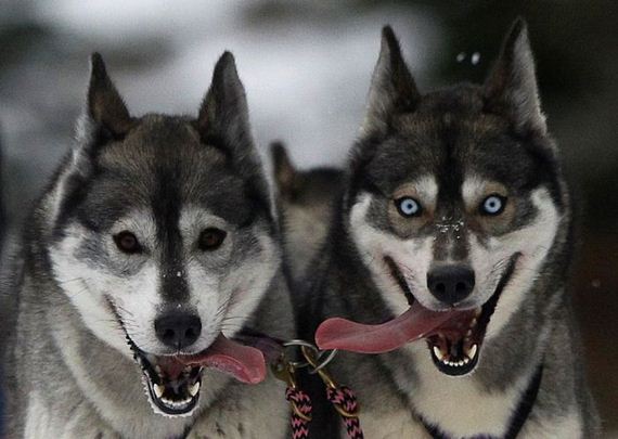 funny-pictures-386