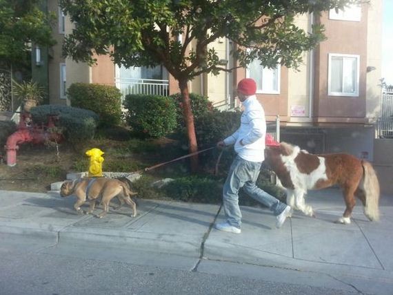 funny-pictures-386