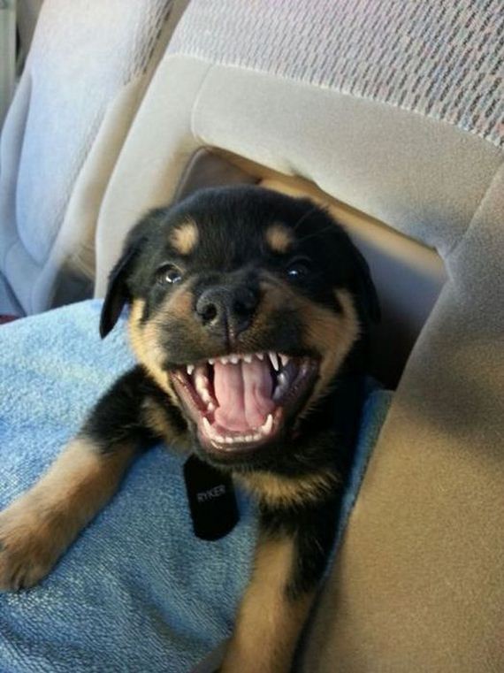 funny-pictures-386