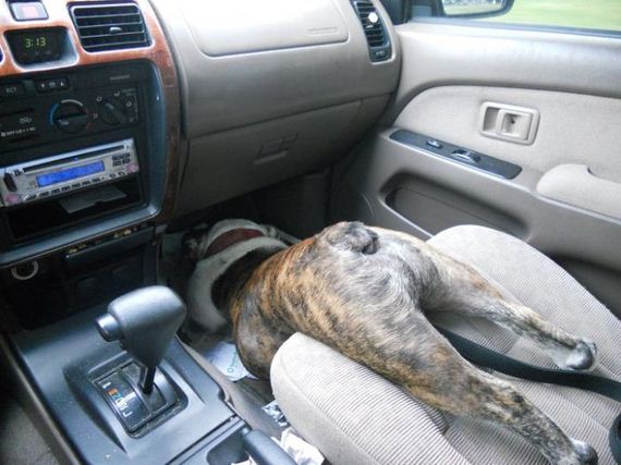 funny-pictures-386