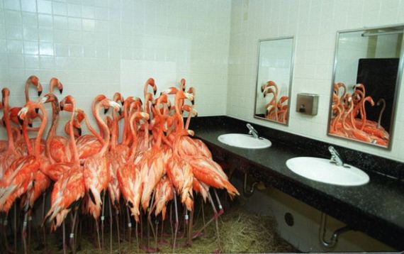 funny-pictures-386