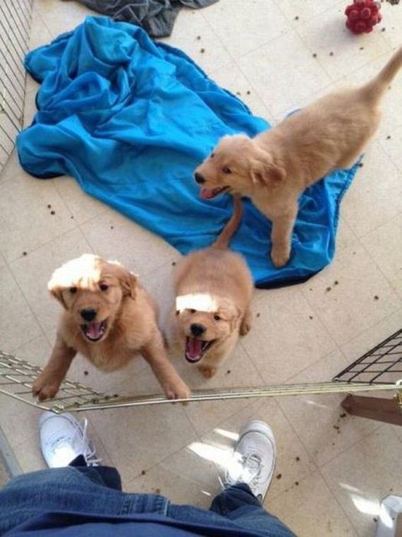 funny-pictures-387