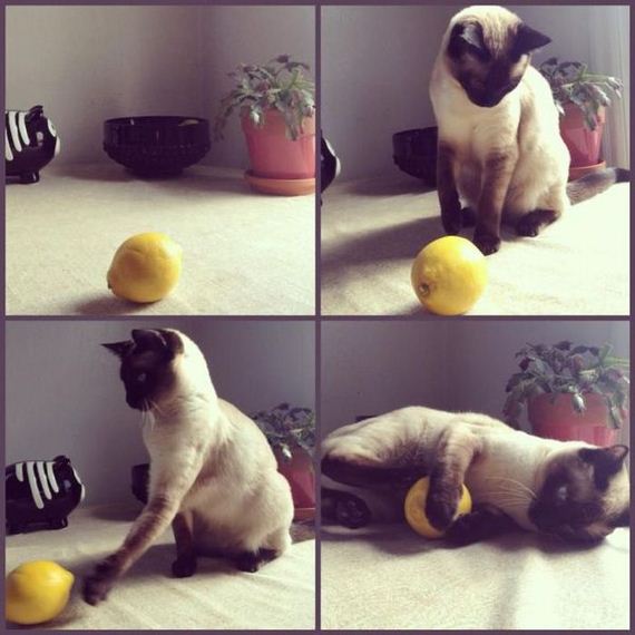 funny-pictures-387