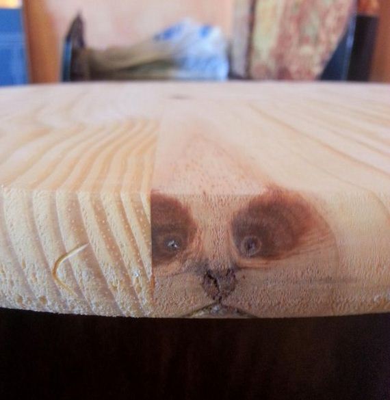 funny-pictures-387