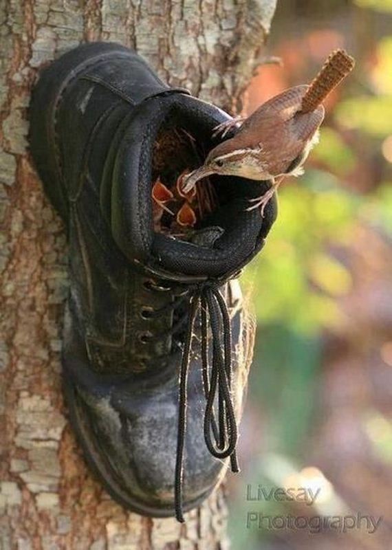 funny-pictures-389