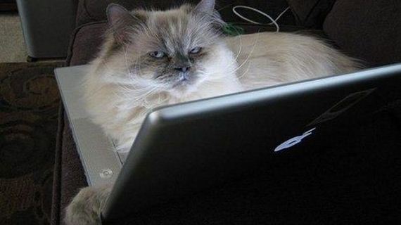 funny-pictures-389