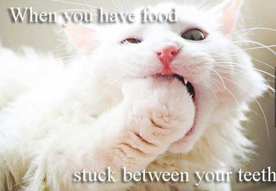 funny-pictures-393