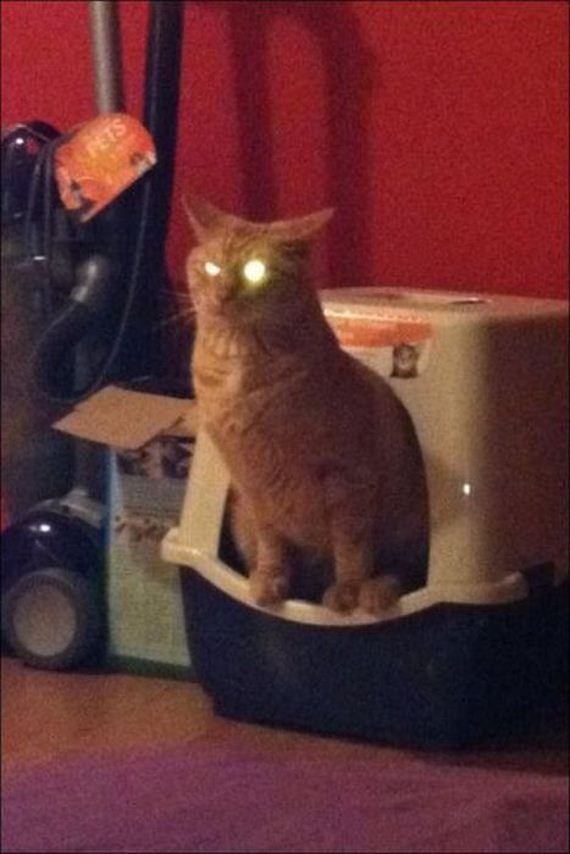 funny-pictures-393