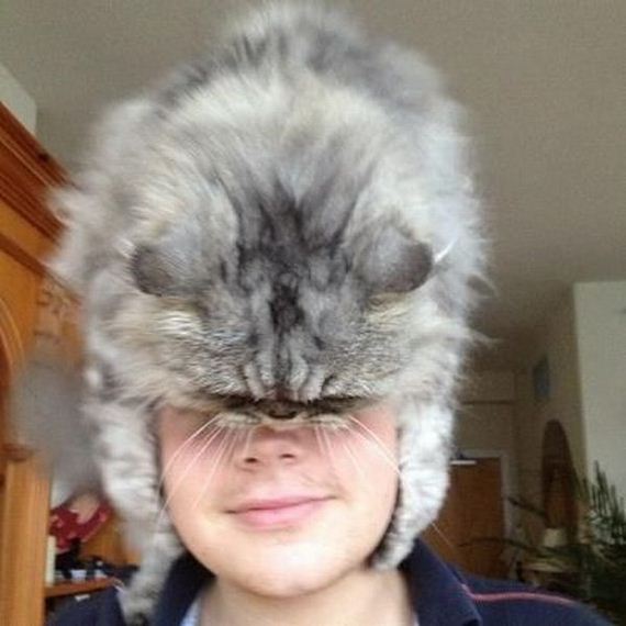 funny-pictures-397