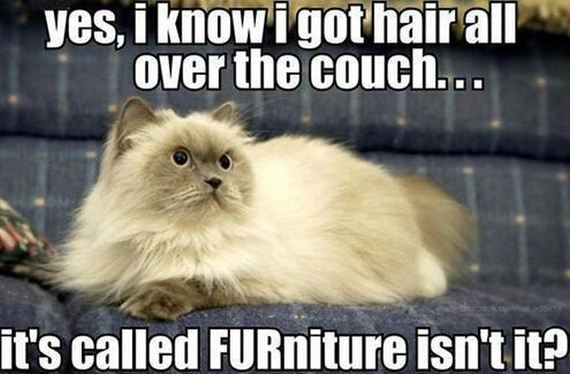 funny-pictures-399
