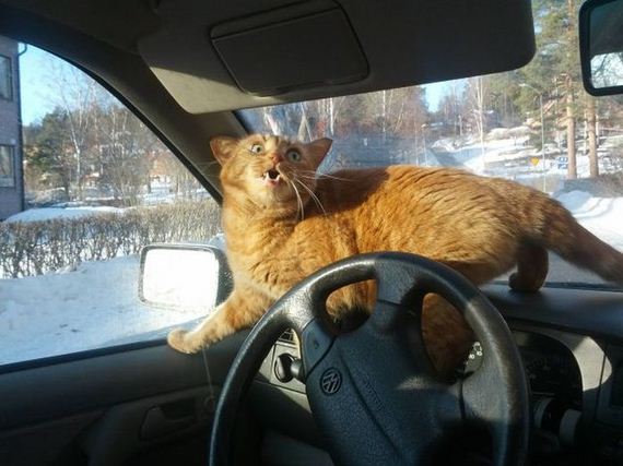 funny-pictures-403