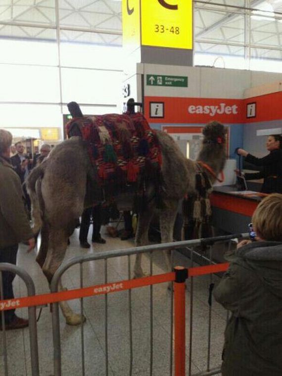funny-pictures-403