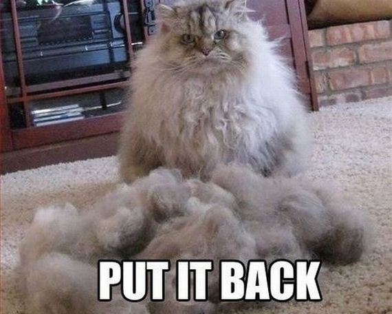 funny-pictures-404