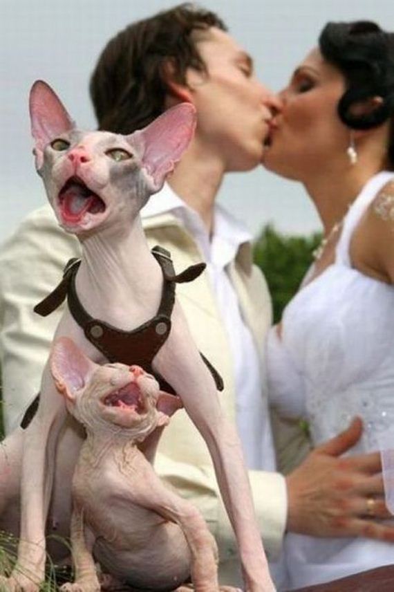 funny-pictures-405