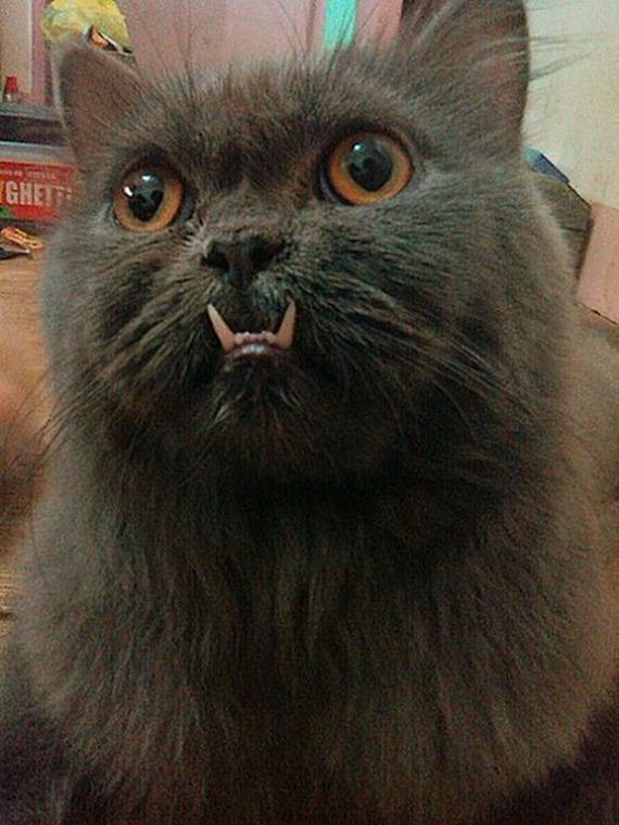 funny-pictures-409