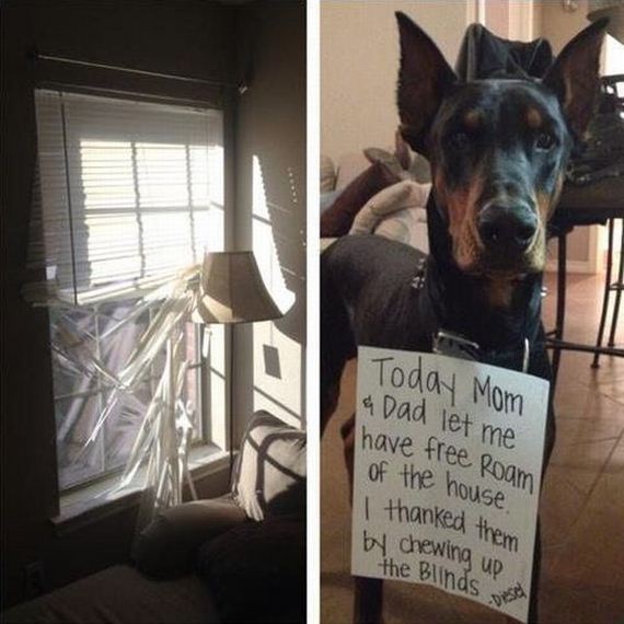 funny-pictures-411