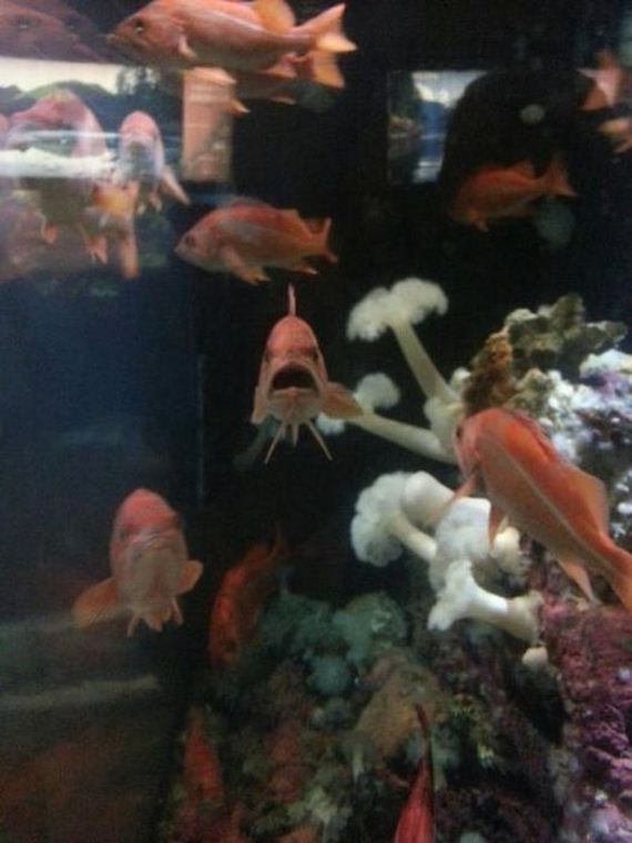funny-pictures-411