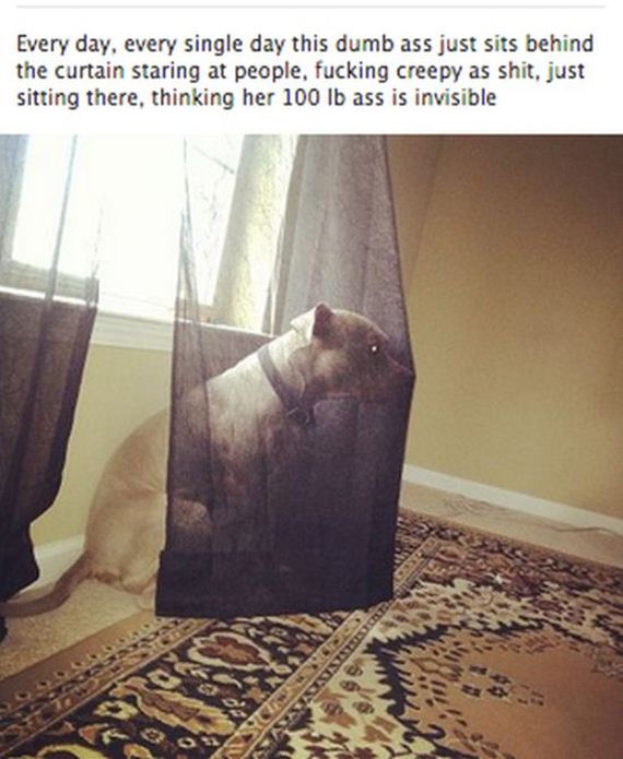 funny-pictures-412
