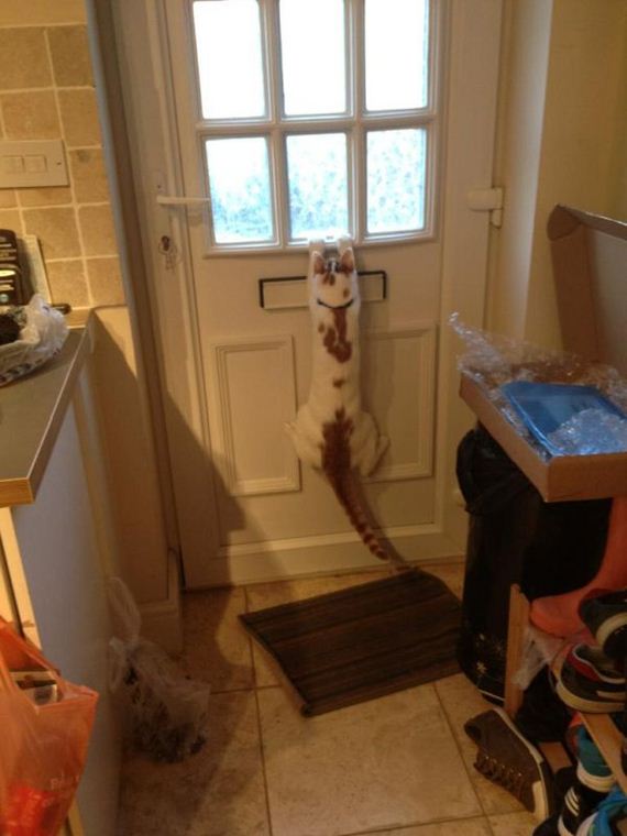 funny-pictures-415