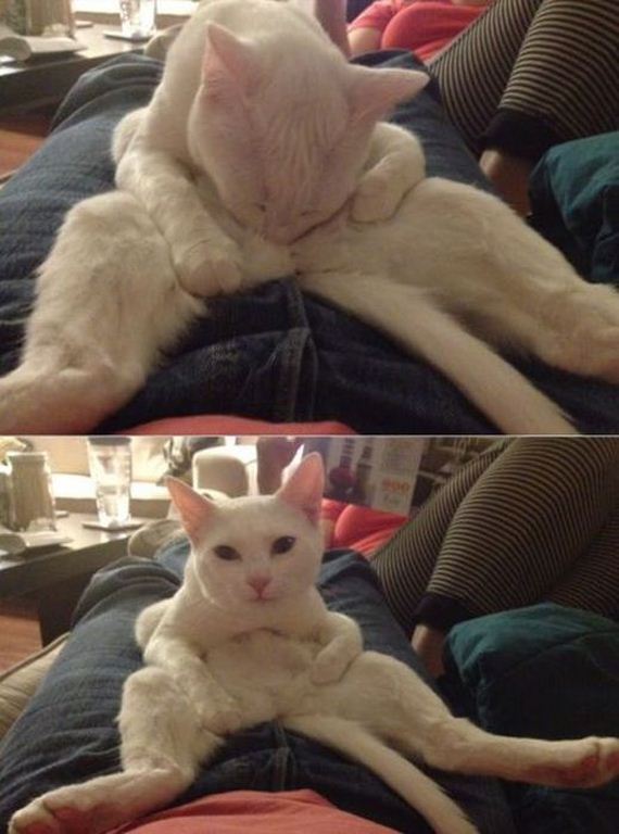 funny-pictures-415