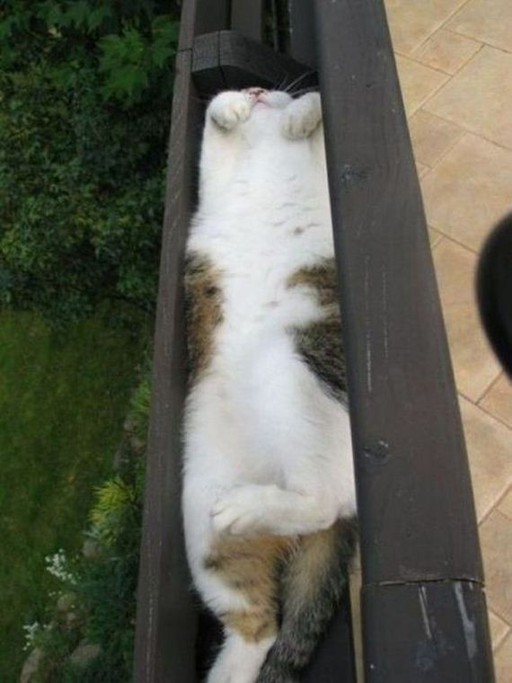 funny-pictures-417