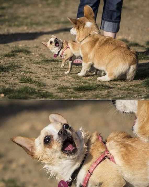 funny-pictures-417