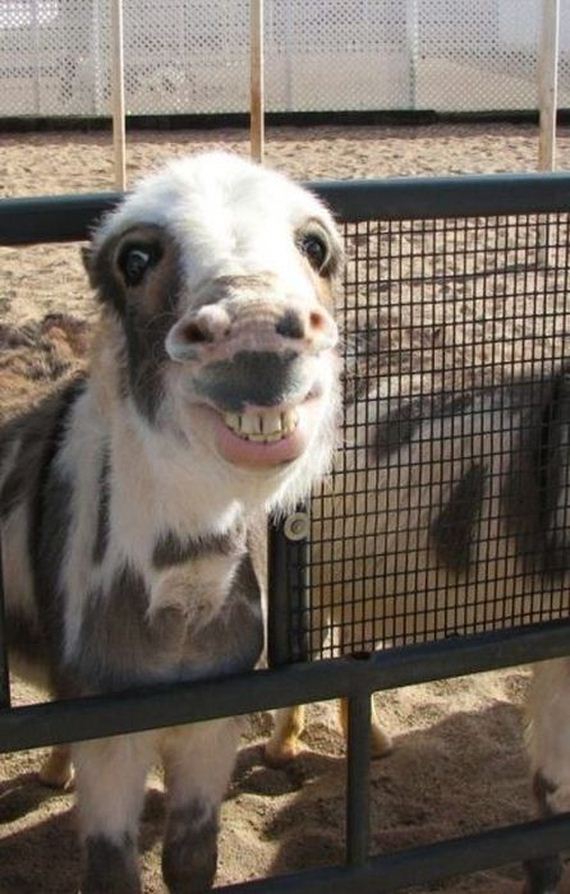 funny-pictures-417