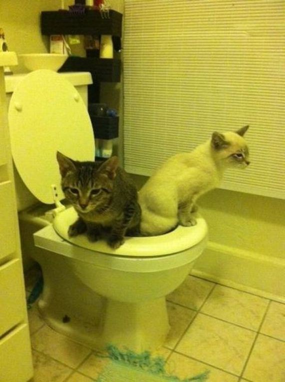 funny-pictures-422