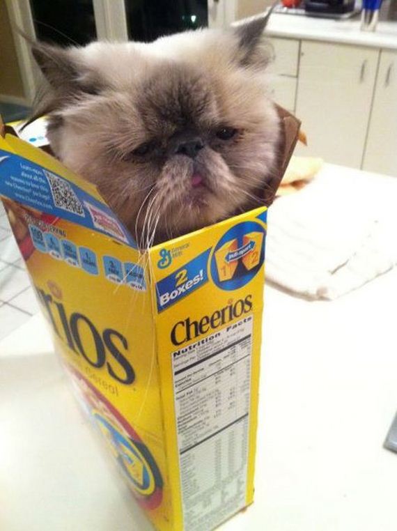 funny-pictures-422