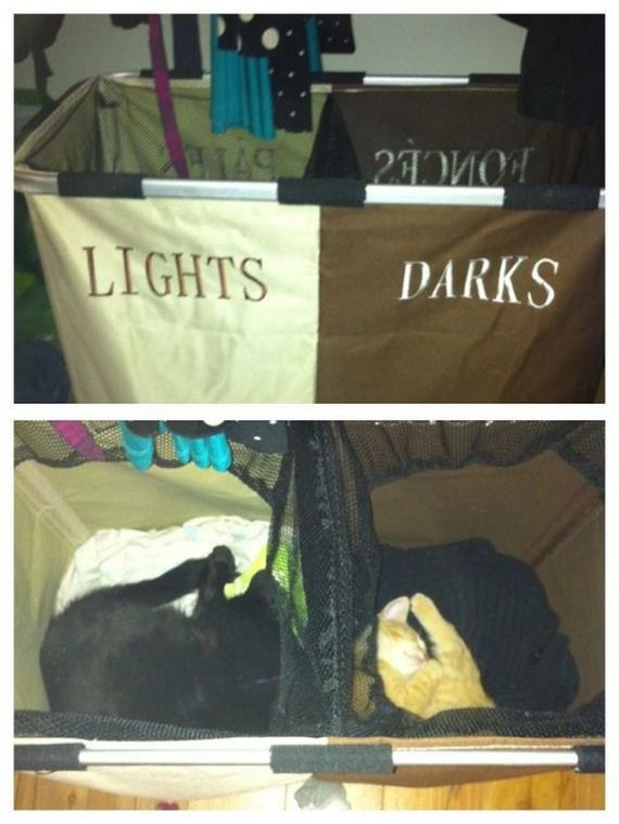 funny-pictures-423