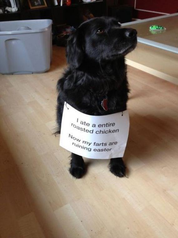 funny-pictures-425