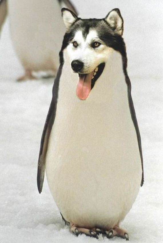funny-pictures-427