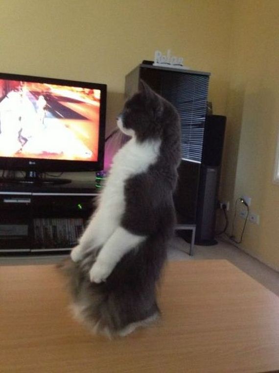 funny-pictures-427