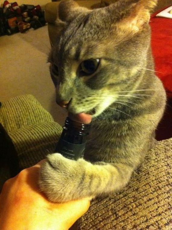 funny-pictures-427