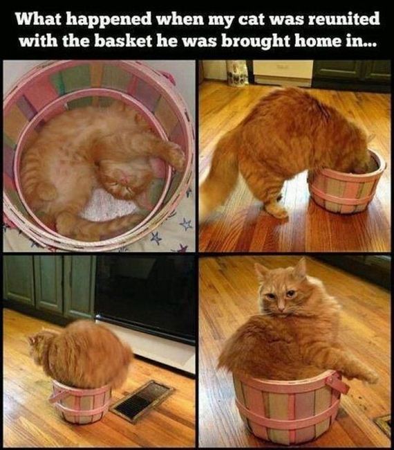 funny-pictures-429