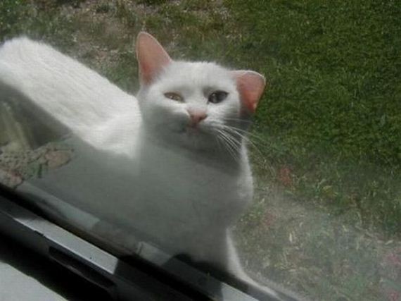 funny-pictures-429