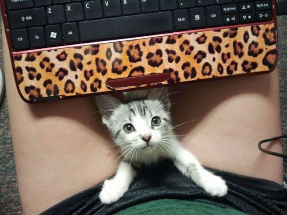 funny-pictures-430