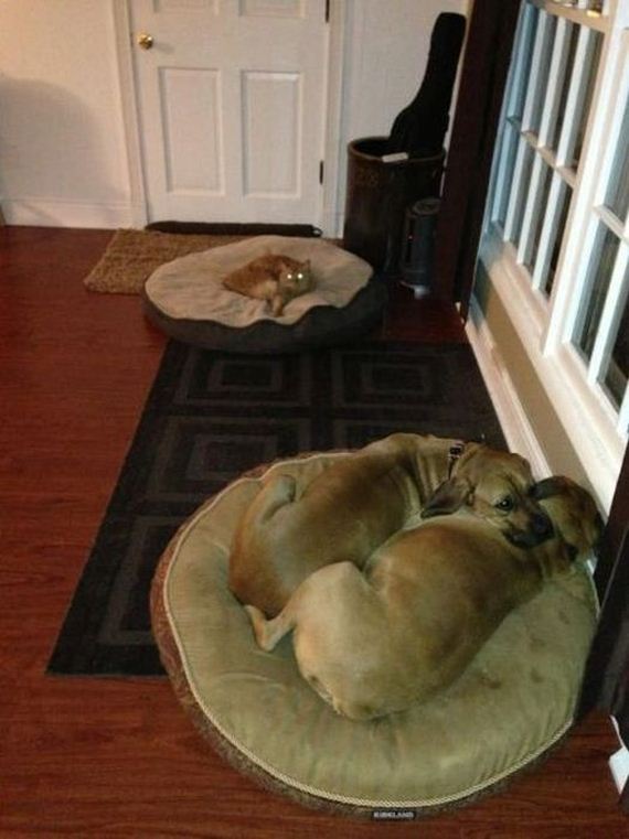 funny-pictures-430