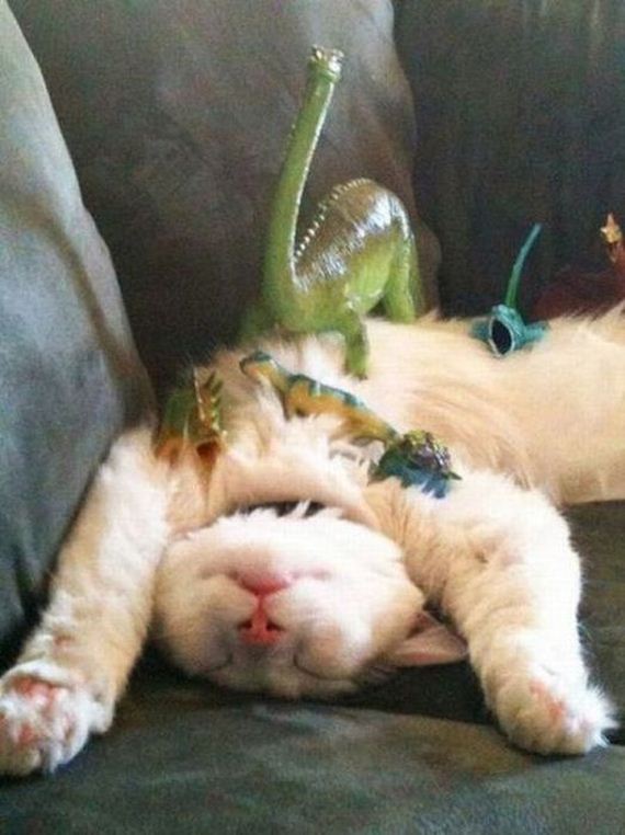 funny-pictures-432
