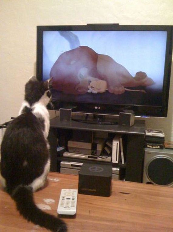 funny-pictures-433