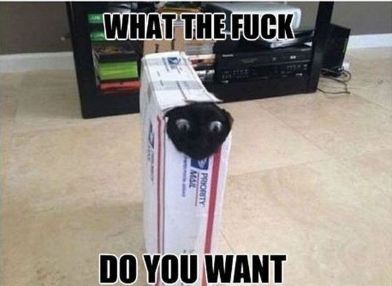 funny-pictures-433