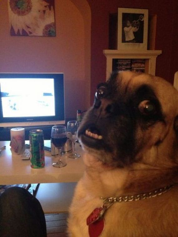 funny-pictures-434